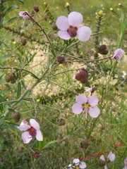 Diplopeltis huegelii
