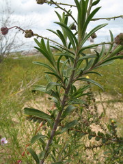 Diplopeltis huegelii
