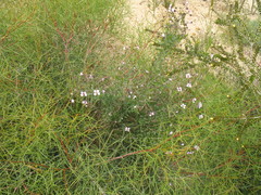 Diplopeltis huegelii