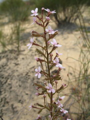Stylidium elongatum