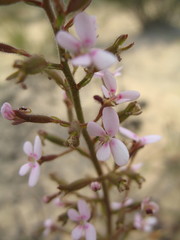 Stylidium elongatum