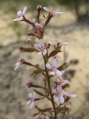 Stylidium elongatum