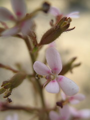 Stylidium elongatum