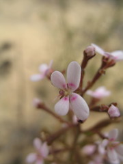 Stylidium elongatum