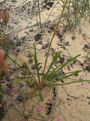 Stylidium elongatum