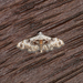 Araeopteron micraeola - Photo (c) Carolyn Stewart, algunos derechos reservados (CC BY-NC), uploaded by Carolyn Stewart
