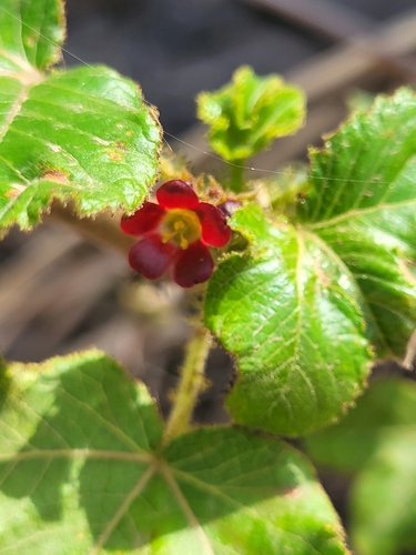 Jatropha gossypiifolia image