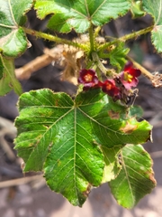 Jatropha gossypiifolia image