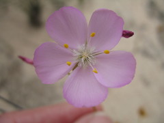 Drosera neesii