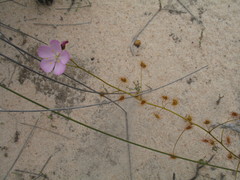 Drosera neesii