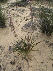 Stylidium elongatum