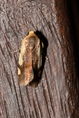 Acontia detrita