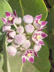 Calotropis procera image