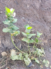 Calotropis procera image