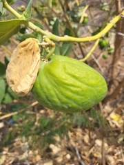 Calotropis procera image