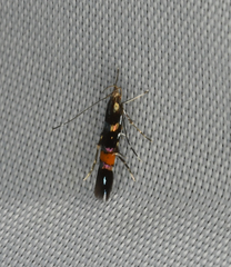 Cosmopterix zieglerella