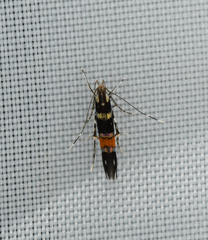 Cosmopterix zieglerella