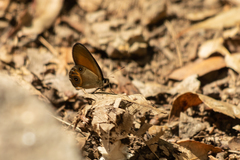 Hypocysta irius