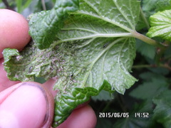 Hyperomyzus lactucae