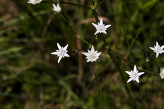 Alepidea peduncularis