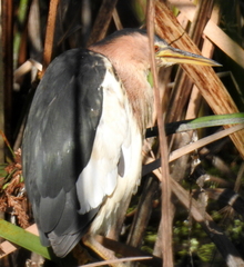 Ixobrychus minutus payesii