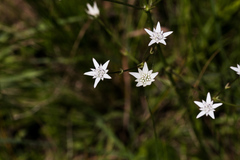 Alepidea peduncularis