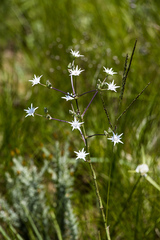Alepidea peduncularis