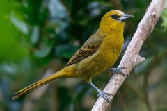 Icterus oberi