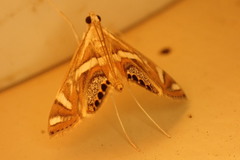 Margarosticha