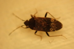 Neolethaeus