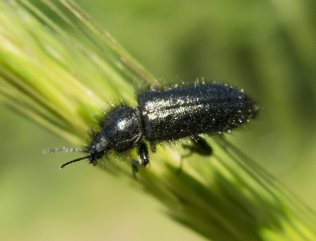 Enicopus