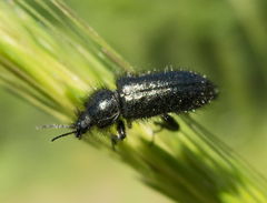 Enicopus ater