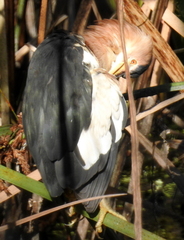 Ixobrychus minutus payesii