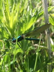 Calopteryx