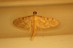 Tatobotys janapalis