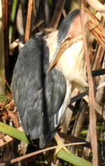 Ixobrychus minutus payesii