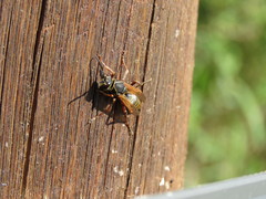 Polistes cinerascens
