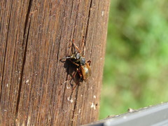 Polistes cinerascens