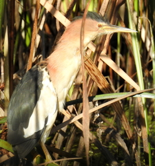 Ixobrychus minutus payesii