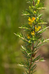 Aspalathus spinosa spinosa