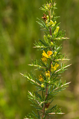 Aspalathus spinosa spinosa