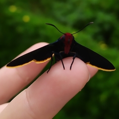 Pyrrhopyge pelota