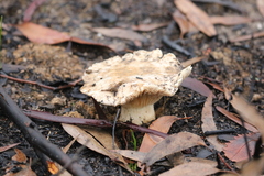 Cortinarius sublargus