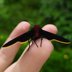 Pyrrhopyge pelota
