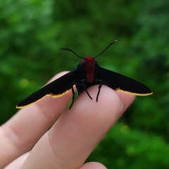 Pyrrhopyge pelota