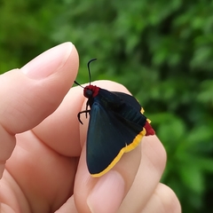 Pyrrhopyge pelota