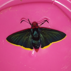 Pyrrhopyge pelota