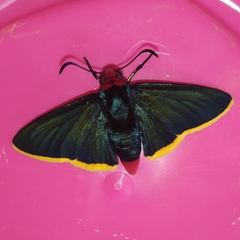 Pyrrhopyge pelota