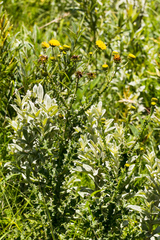 Berkheya bergiana