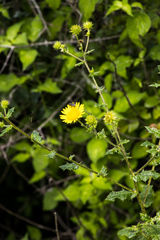 Berkheya erysithales